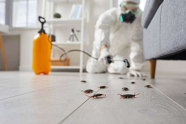 Commercial Rodent Management in Rockaway Beach